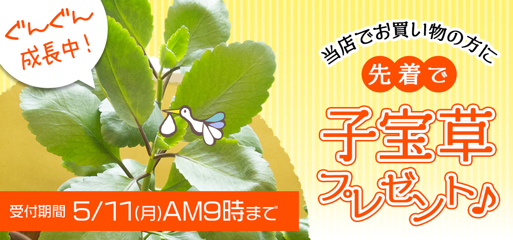 先着で子宝草プレゼント