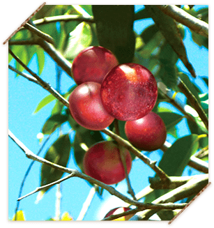 カムカムの写真