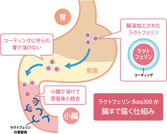 ラクトフェリンfｌｏｒａ300が腸まで届く仕組み