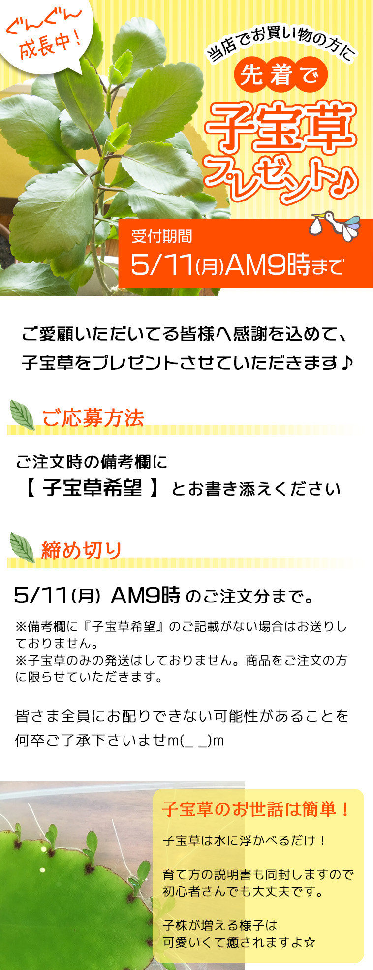 先着20名様限定！当店でお買い物の方に子宝草プレゼント♪