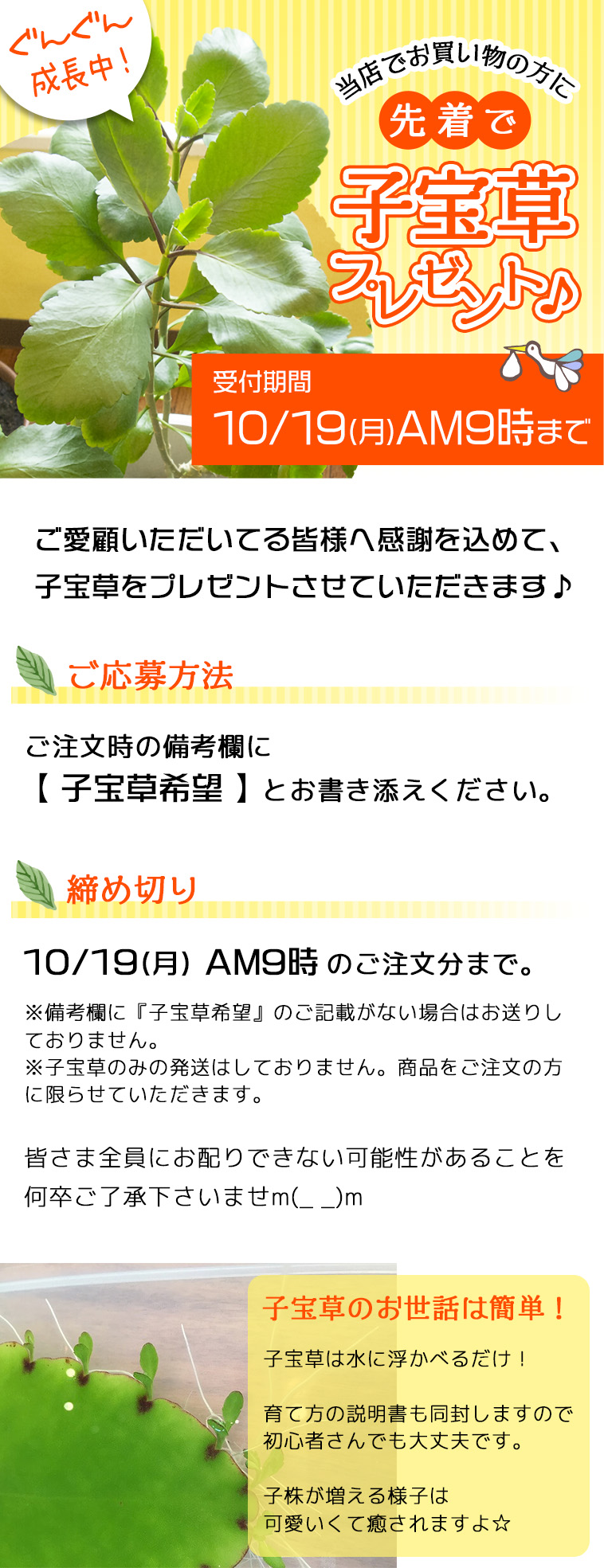 先着20名様限定！当店でお買い物の方に子宝草プレゼント♪