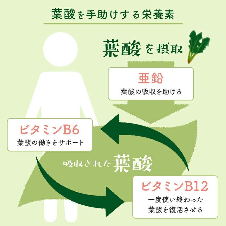 葉酸を手助けする栄養素