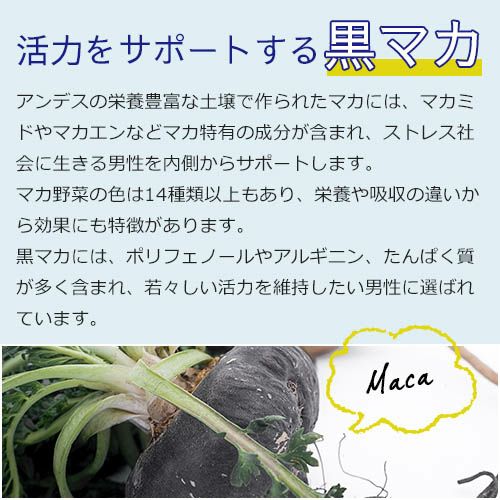 活力をサポートするマカ